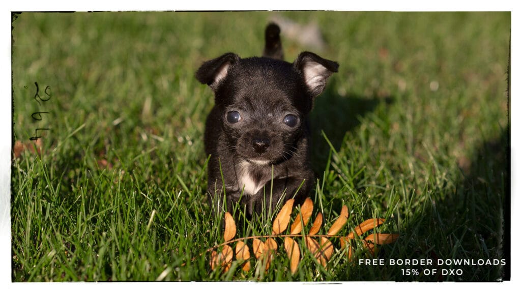 Easily Add Dynamic Photoshop Borders: Basic, Custom & Nik Collection 8 Frames