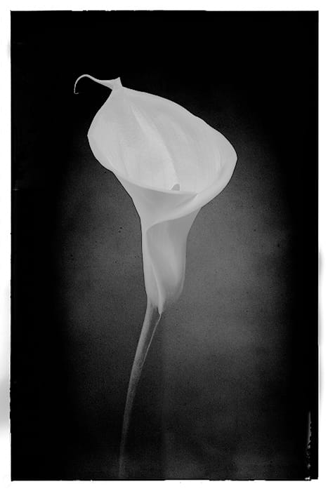 Bostick & Sullivan cyanotype curve This images has the Bostick & Sullivan cyanotype curve applied in Photoshop.